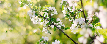 How to get your garden ready for spring