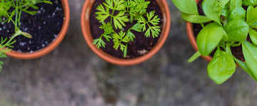 A guide to fresh home-grown herbs all year long